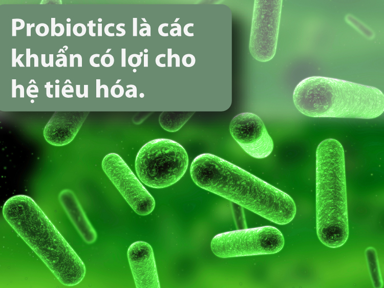 Men vi sinh là những khuẩn có lợi cho hệ tiêu hóa